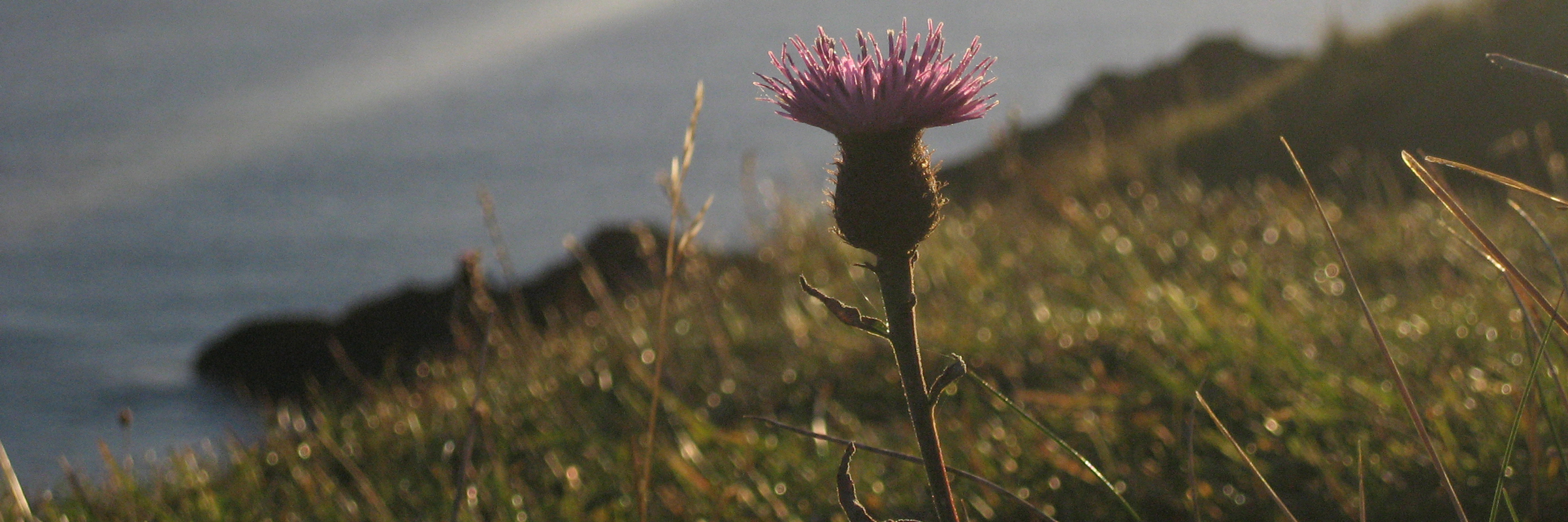 Thistle