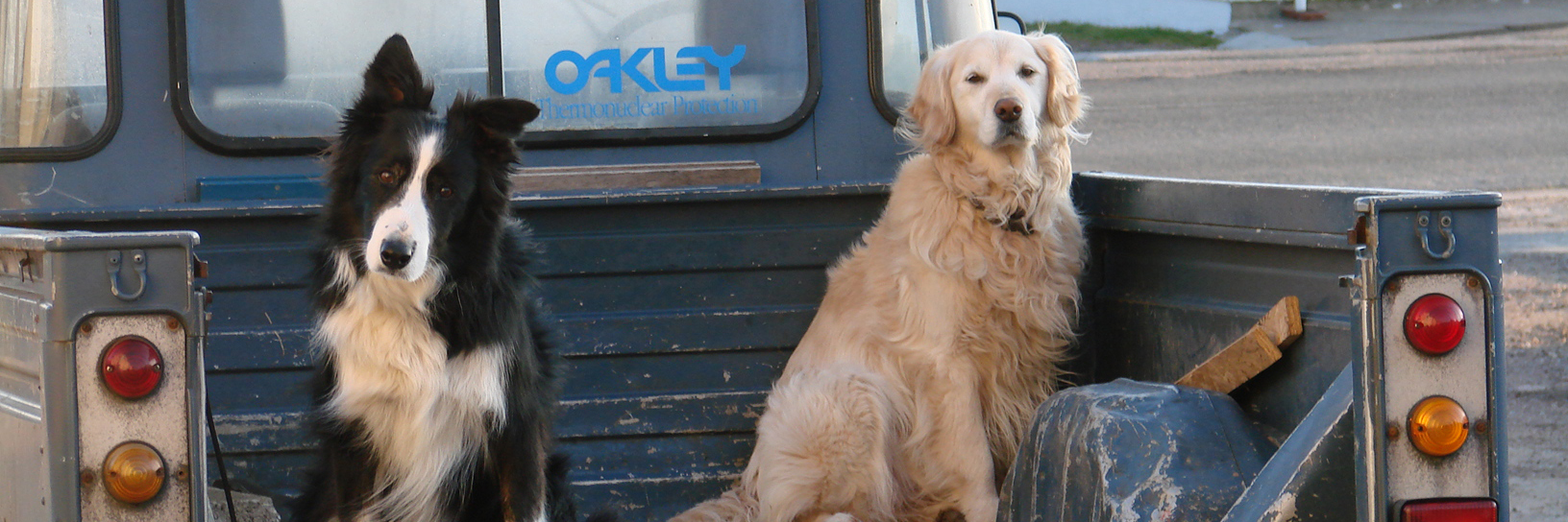 Durness Dogs
